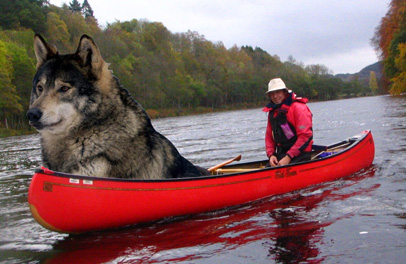 wolf_in_a_kayak.jpg